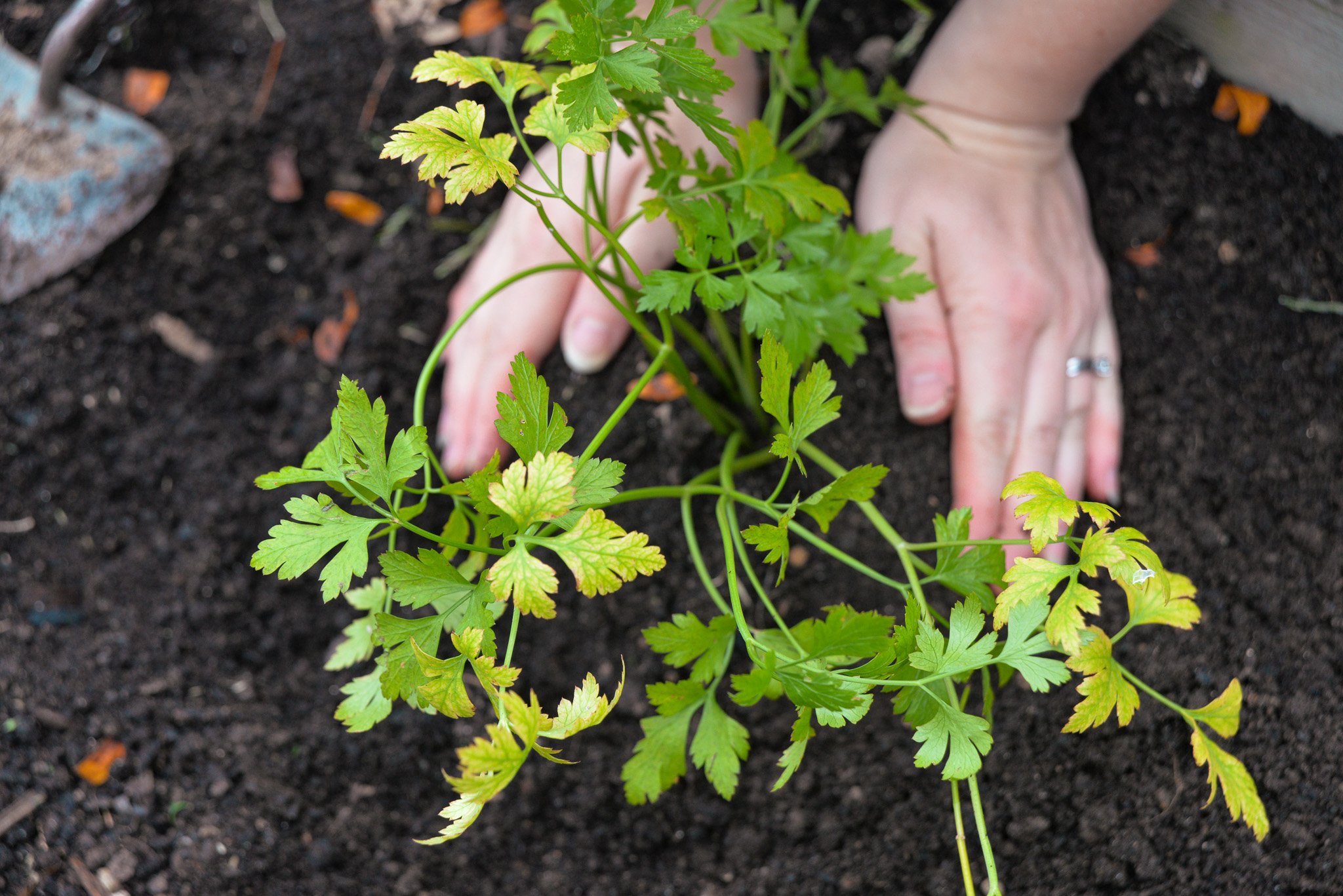 A photo of an woman's hands putting a plant in the ground.