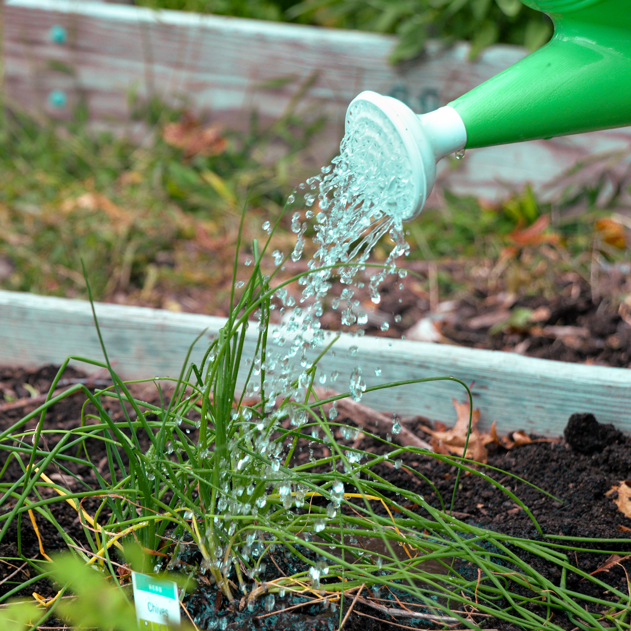 A photo of watering can pouring water in a garden.